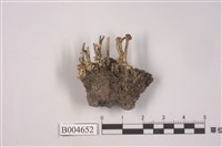 藏品(石蕊屬 )的圖片